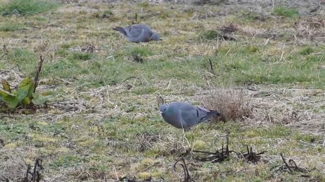 Клинтух   Columba Oenas