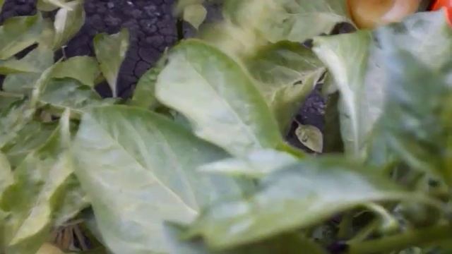 Собираю последний урожай перца Геркулес F1 смотреть онлайн