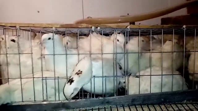 Какую породу перепелов лучше содержать. смотреть онлайн