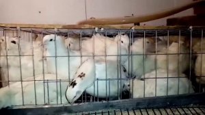 Какую породу перепелов лучше содержать.