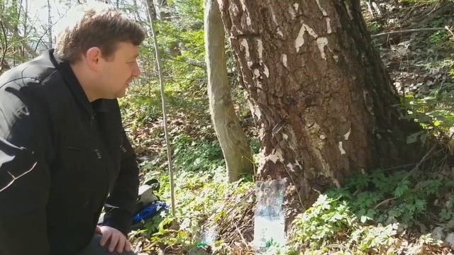 #Лес#Карпаты#Березовый#Сок. Как я точил #березовый_сок смотреть онлайн