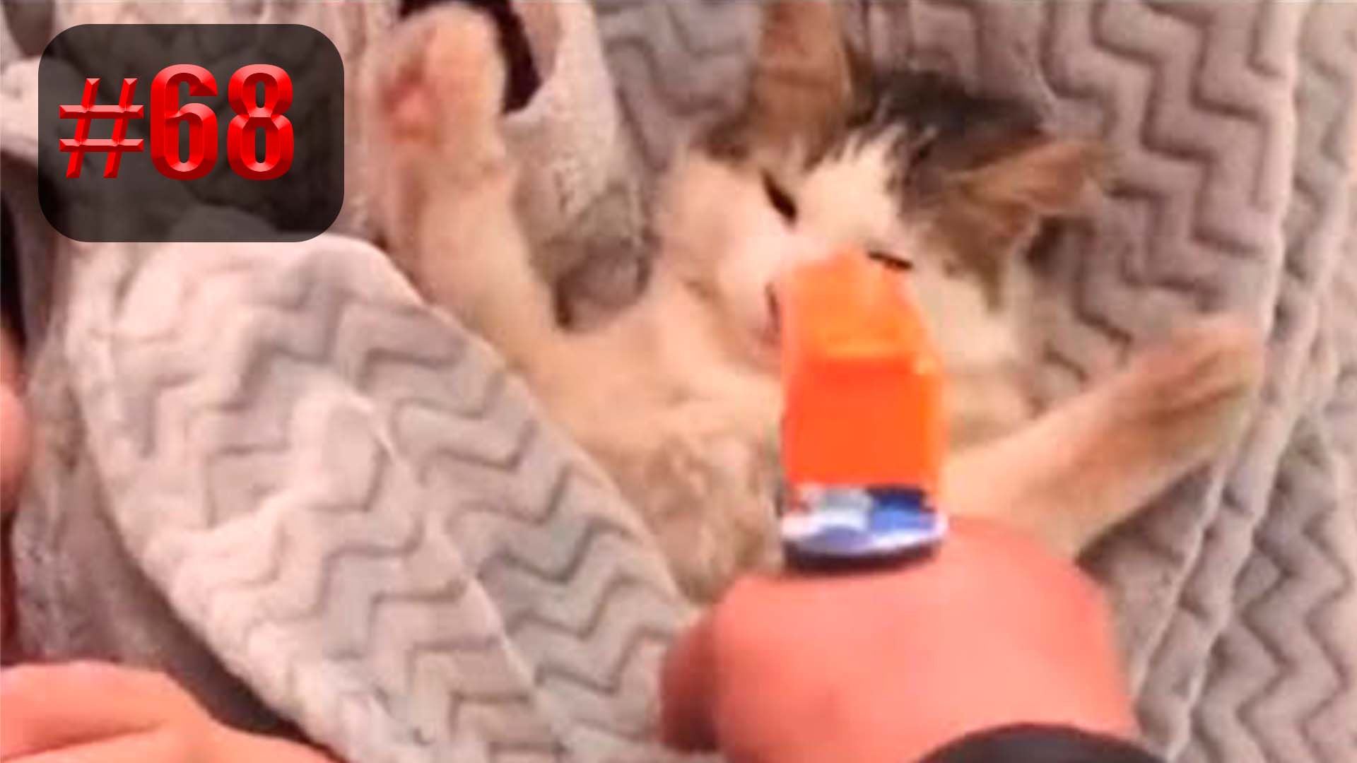 905 секунд Смеха ?? Смешных моментов | приколы лучшие до слез ?? 2022 Смешные коты #68 смотреть онлайн