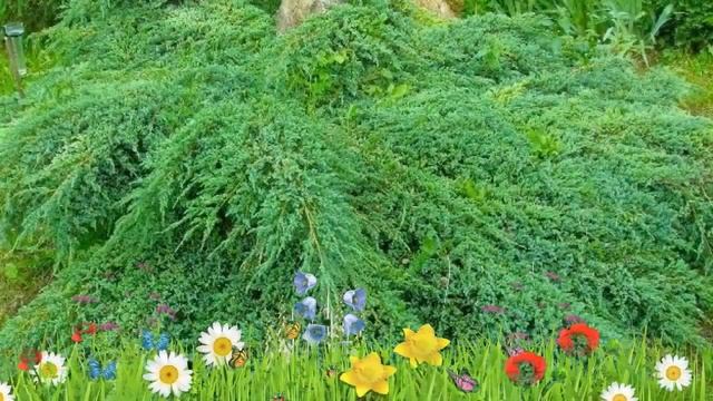 Можжевельник пфитцериана ? Обзор: посадка и уход. саженцы, крупномеры: описание и особенности смотреть онлайн