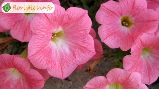 ? Виды и сорта петунии – описание смотреть онлайн