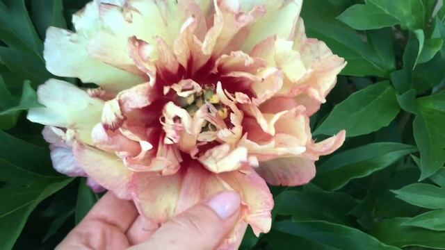 1-4 Июня 2019 Цветение рододендрона Нова Зембла и Ито Пиона Хиллари смотреть онлайн