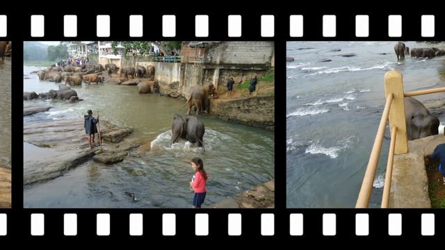 2013 01 Шри Ланка. Как мы слонов кормили - январь 2013 смотреть онлайн