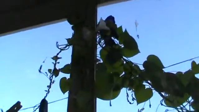 На балконе цветут цветы вьюнок ипомея смотреть онлайн