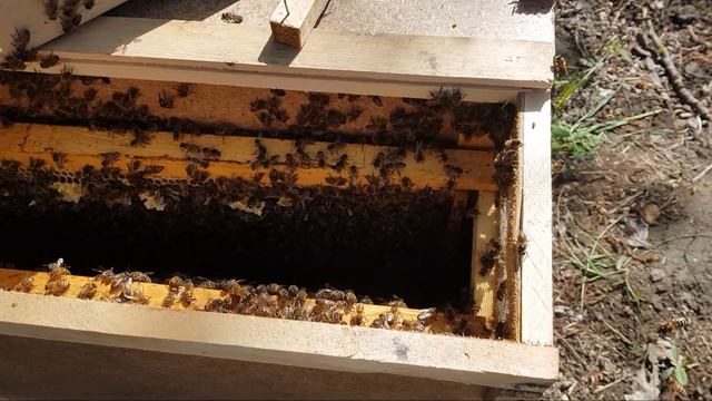 Обзор Пчелопакета из Азербайджана 2022 Карника🐝 (4200 цена) смотреть онлайн