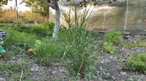 Чудо в саду! Зацвёл мискантус Zebrinus в Саратове! Делюсь опытом.