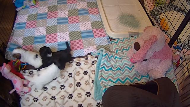 Look at the Ella Pup Play смотреть онлайн