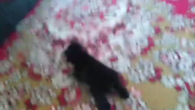 Обры / джунгарик Хома / сюрприз смотреть онлайн