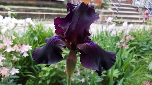 Шедевр в моем саду"Черный принц". смотреть онлайн