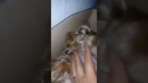 65 день беременности собаки (йоркширского терьера)