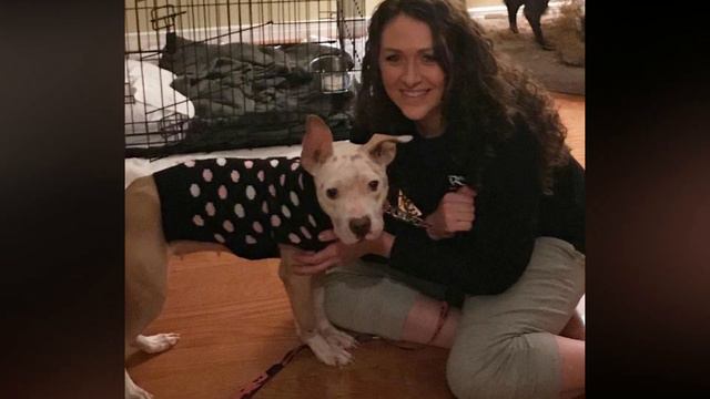 Abandoned Pit Bull Is Transformed by Family Life after Dramatic Rescue смотреть онлайн