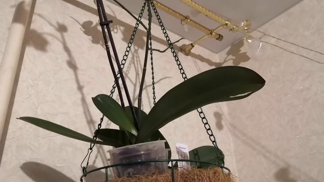 Красивый БИГ ЛИП с цветоносом из точки роста! #ОРХИДЕИ #фаленопсис #Биглип смотреть онлайн