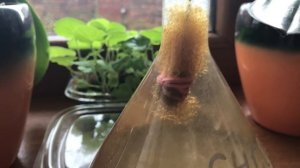 Как разводить инфузорию туфельку.Очистка инфузории