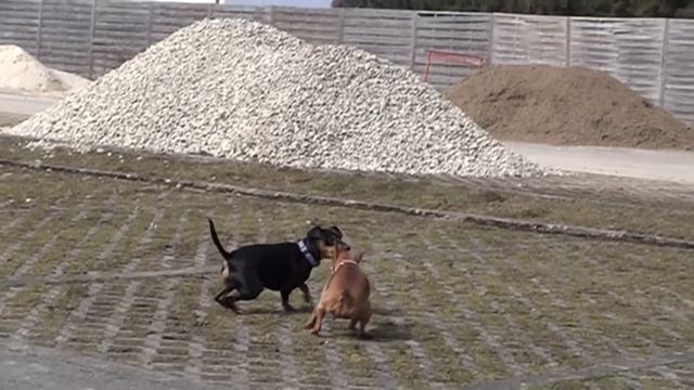 Minipin Jumping - Slowmotion 240fps Video