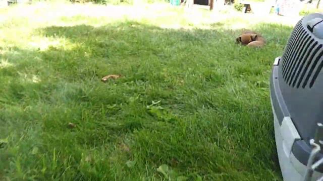 Такса Бонита. Выгул щенков. 3 Kennel "Flower of Cossacks' Motherland" смотреть онлайн