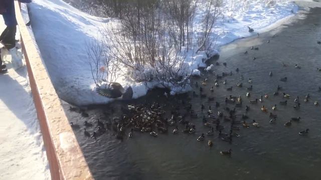 Утки на реке Пехорка смотреть онлайн