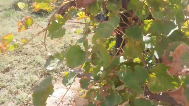 Виноград "каберне" на моем участке смотреть онлайн