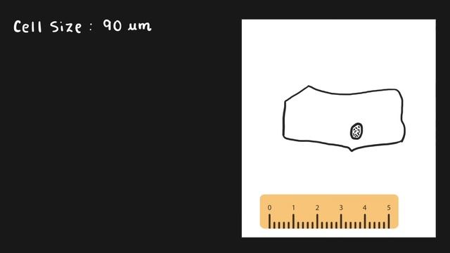 Biological Drawing - Scale Bar and Magnification смотреть онлайн