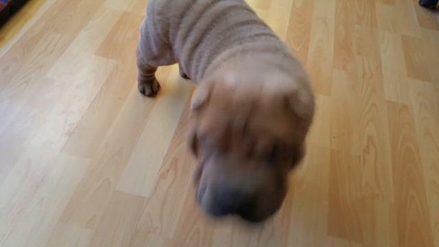 Shar Pei Color Isabella 8 semanas смотреть онлайн