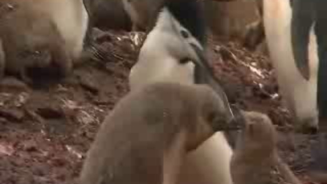 Антарктика - Дикая жизнь на льду смотреть онлайн