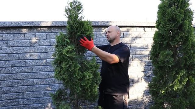 Jak ciąć tuje na spiralkę, świderka? смотреть онлайн