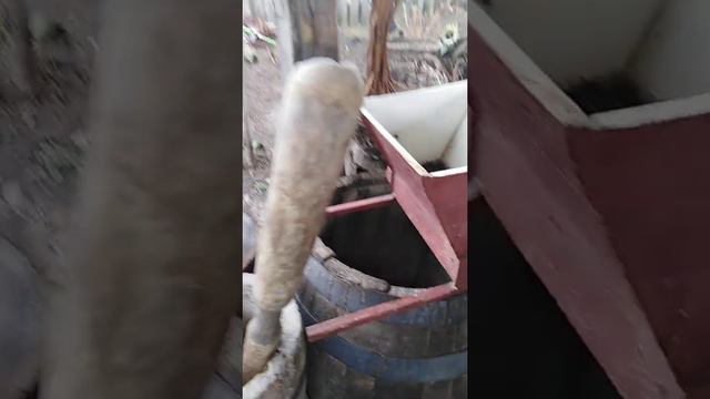 Казачий разгуляй! Винодельня. смотреть онлайн