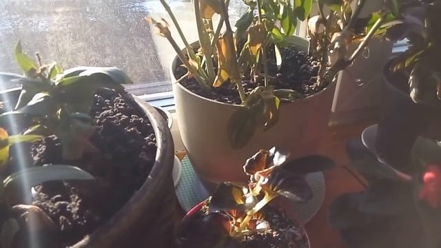 ЭУСТОМА зимой на окне.Мои выводы. смотреть онлайн