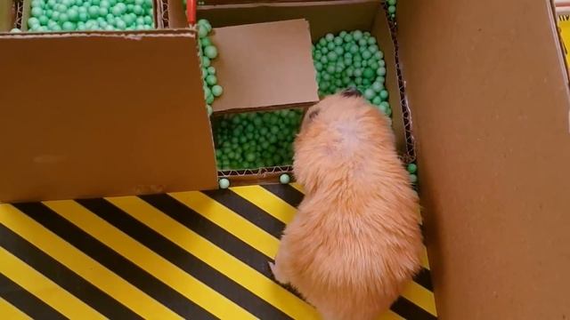 ? SUPER MARIO - Hamster Maze with Traps ?[OBSTACLE COURSE] Game смотреть онлайн