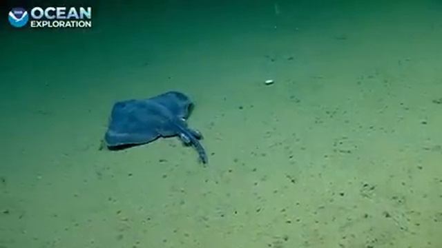 7 New ROV Encounters with Deep Ocean Creatures from 2023 смотреть онлайн