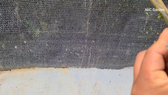 How to propagate lemon tree from cuttings With 100% success смотреть онлайн