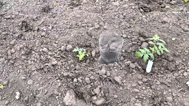 Погодные сюрпризы в конце апреля. Как ведут себя растения смотреть онлайн