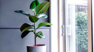 Правильный Уход За Фикусом В Домашних Условиях / Лучшая Подкормка Для Роста И Развития Фикуса