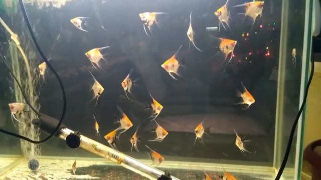Скалярии окраски кои./Angelfish coloring koi. смотреть онлайн