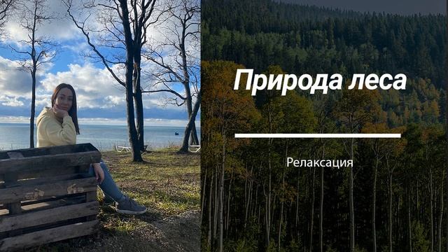 «Природа леса» Релаксация смотреть онлайн