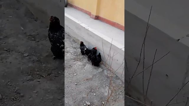 Brama murble Isabella 1+2 Брама мраморная #chicken #tovuqlar #куры #товук #brama #brahma смотреть онлайн