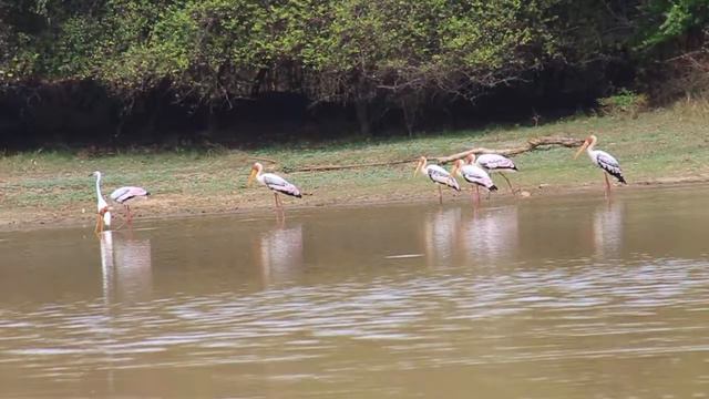 Flamingo formed tourisming in bundala national park смотреть онлайн