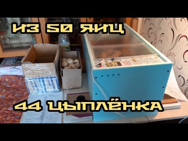 БРОЙЛЕР КОББ - 500. Почти сто процентная инкубация.... смотреть онлайн