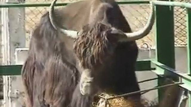 Askaniya Nova Wildlife reserve смотреть онлайн