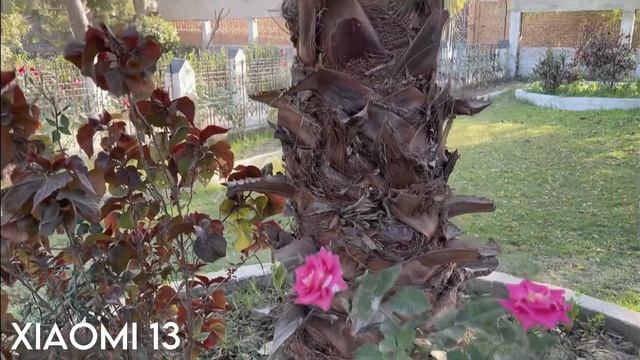 Samsung Galaxy S23 vs iPhone 14 vs Xiaomi 13 Camera Test смотреть онлайн