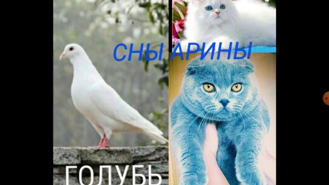 ГОЛУБЬ. сон.СНЫ АРИНЫ