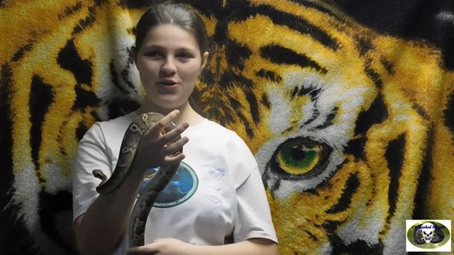 MORPH OF THE WEEK BALL PYTHON WEEK 2 смотреть онлайн