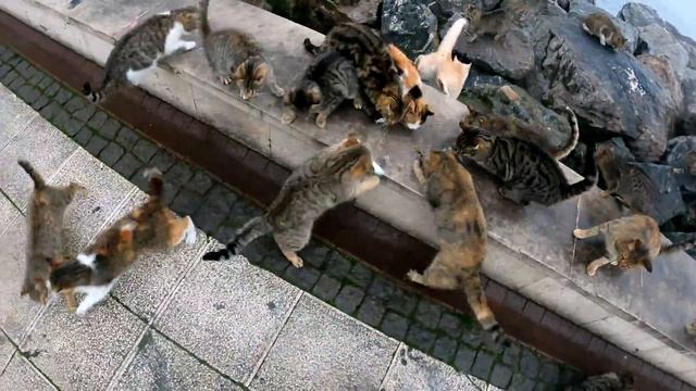 Hungry cats surrounded me. I only have raw fish in my bag that I bought for dinner. смотреть онлайн