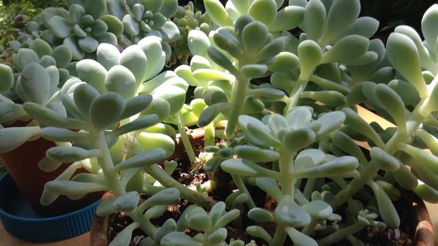Succulent Propagation - Ghost Plant (Graptopetalum) смотреть онлайн