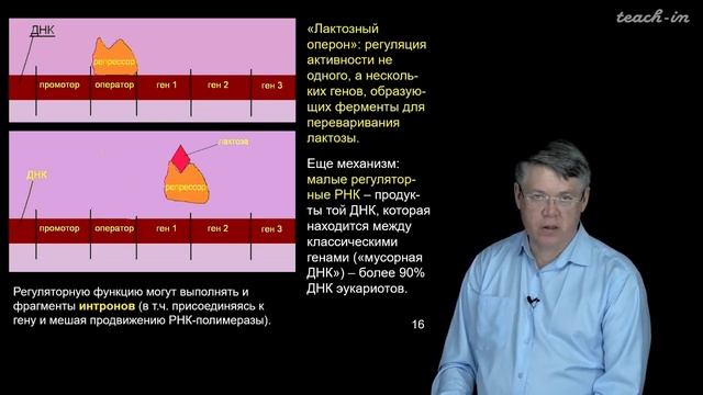 Наука и Сон: Транскрипция, типы РНК. смотреть онлайн