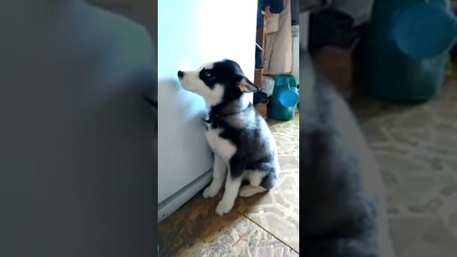 Хаски паразит! смотреть онлайн