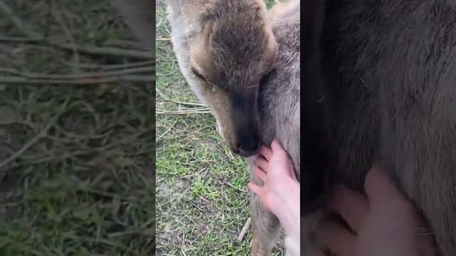 Олениха засыпает на руках #олень #ферма #животные #милоевидео #питомцы #зоостудияковчег #улыбнитесь смотреть онлайн