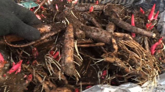 Pasteleganse peony пион Пастелеганс видео 11 02 20 смотреть онлайн